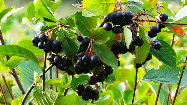 baies aronia - nature sciences sante