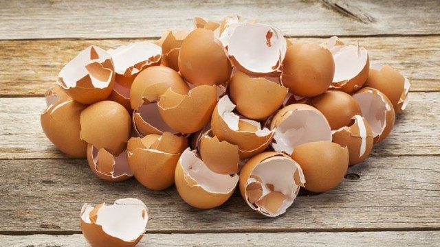 membrane d'oeuf