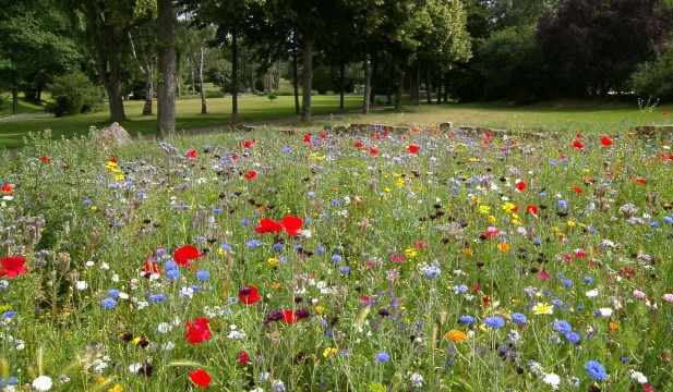 ousses de brocolis et rhinite allergique