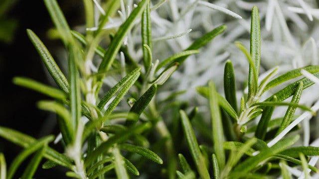 Polyphénols et troubles du sommeil