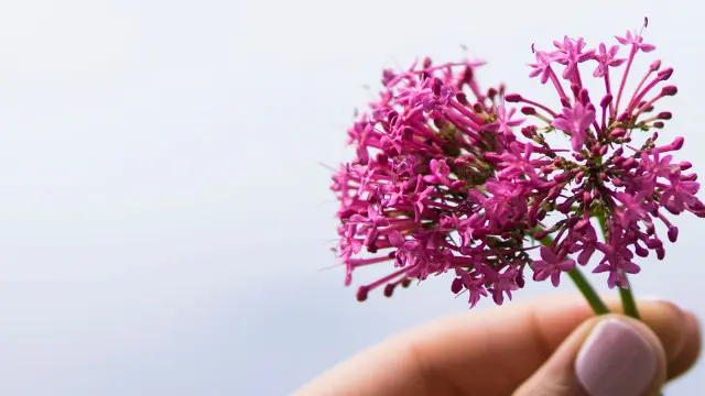 Valériane, sommeil et anxiété et dialyse