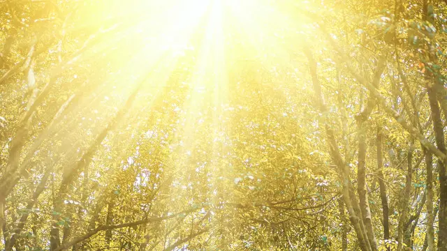 Vitamine D, entraînement aérobie, myalgies et obésité