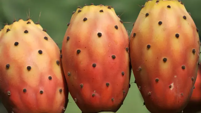Figues de Barbarie, exercice physique et stress oxydan