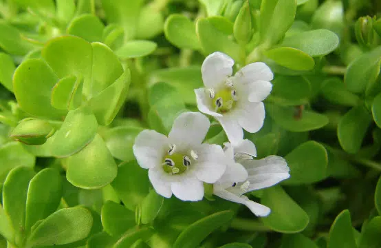 Bacopa monnieri et bien-être émotionnel