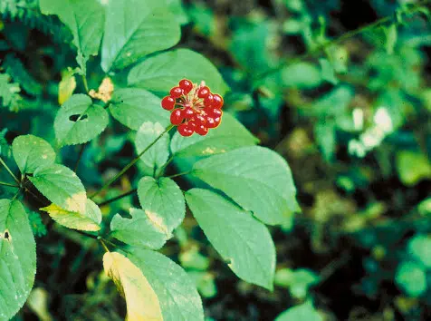 Ginseng américain, humeur et cognition