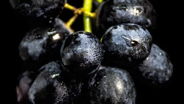 Raisin et microbiote intestinal