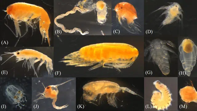 Calanus