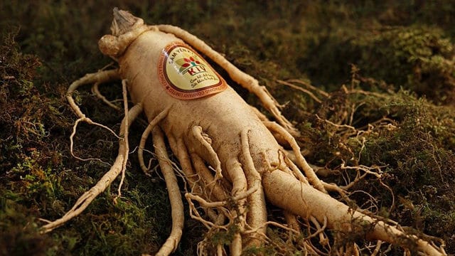 Ginseng