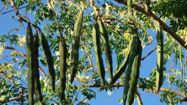 Moringa