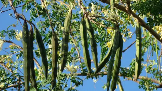 Moringa