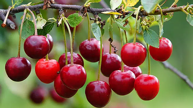 Cerises cognition et fatigue