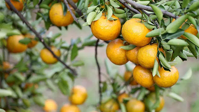 Huile de graines de périlla Ponkan et cognition