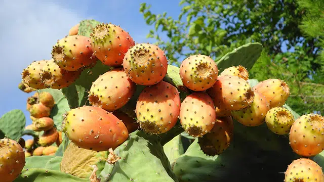 Obésité figues de barbarie et microbiote