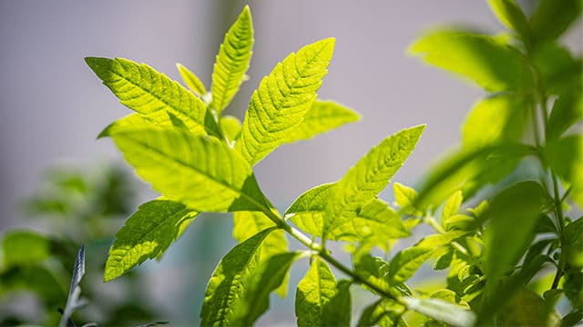 Verveine citronnelle et sommeil