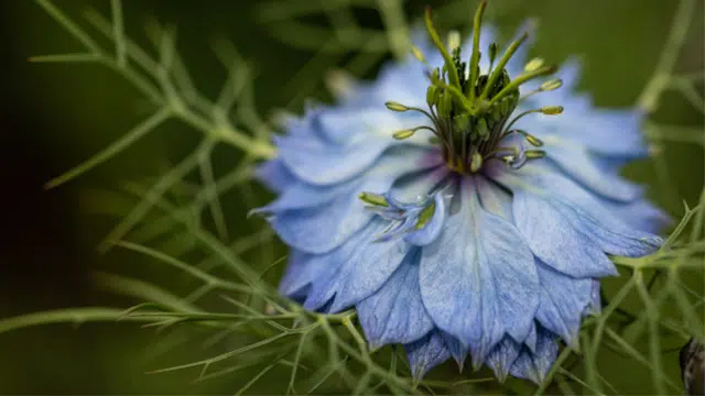 Nigelle sommeil et stress