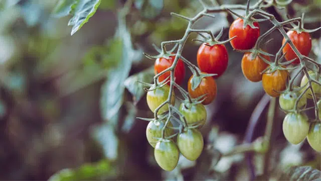 Tomates lycopène stress oxydant et sport