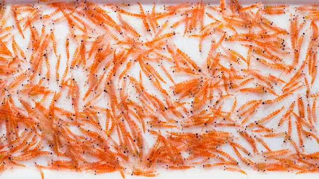 Huile de Krill et muscles des personnes âgées