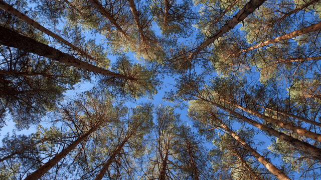 Extrait de pin des Landes et jambes sans repos