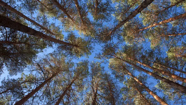 Extrait de pin des Landes et jambes sans repos