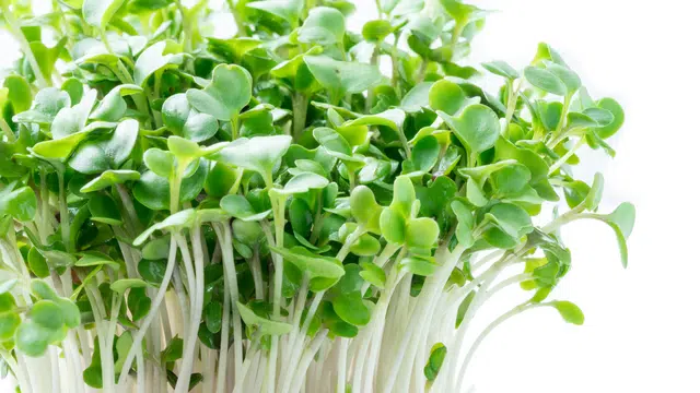Sulforaphane, cognition et humeur