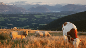 Lactoferrine et immunité