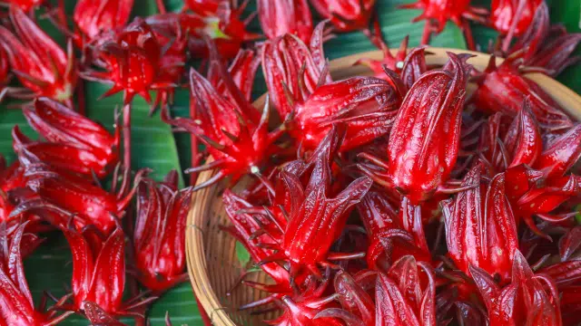 Hibiscus, verveine citronnelle et hypertension