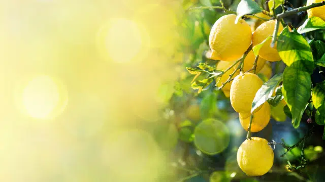 Flavonoïdes de citron et dysbiose prédiabétique