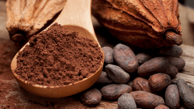 Extrait de cacao et cognition