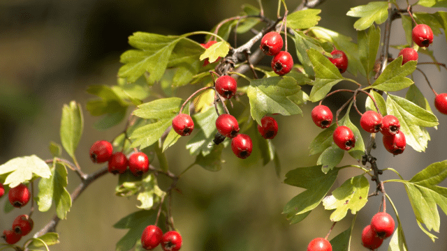 Vitamine C, aubépine et pression sanguine