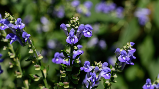 Scutellaire casquée et sommeil