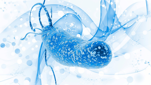 Helicobacter pylori et vitamine B2