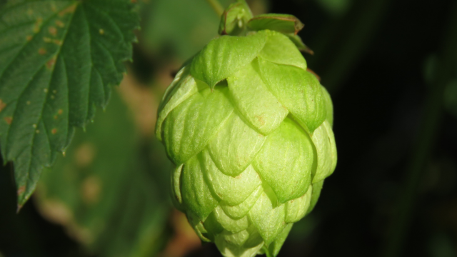 Valériane, houblon et sommeil