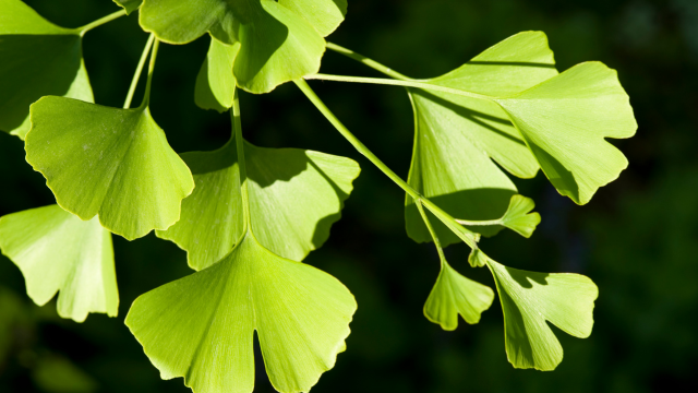 #433 - Ginkgo biloba et MASLD