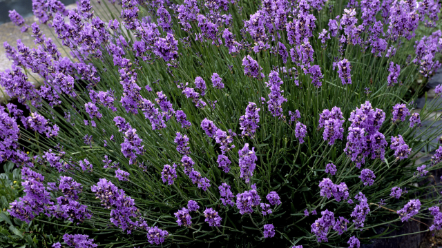 Aromathérapie et démence