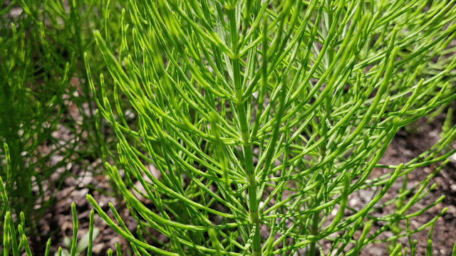 PEA, prêle et douleurs chroniques
