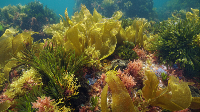 Fucoïdane et entraînement en résistance