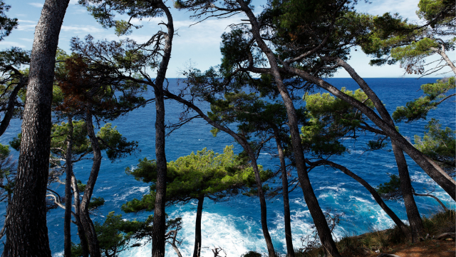 Pycnogenol® et lipœdème