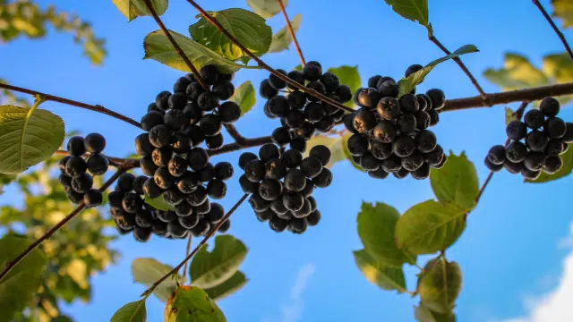 Baies d’aronia et cognition
