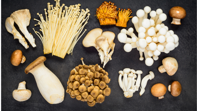 Effets adaptogènes des champignons