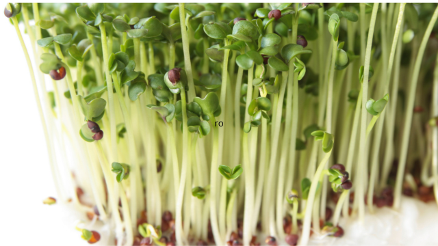 Glucoraphanine et déclin cognitif