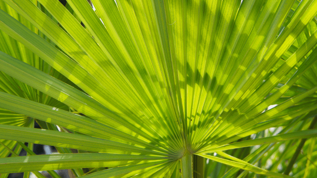 Palmier de Floride et perte de cheveux