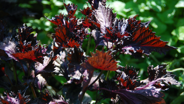 Extrait de périlla et troubles cognitifs