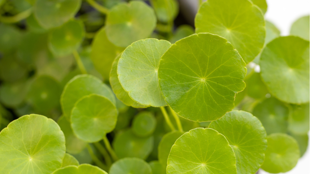 Centella asiatica et pigment maculaire