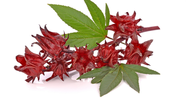 Hibiscus et syndrome métabolique