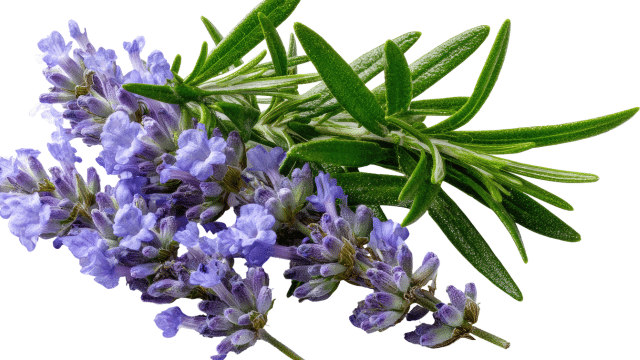 Romarin et hypertension