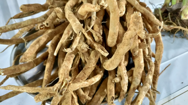 Shatavari et ménopause