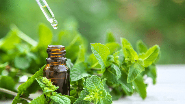 Menthe poivrée et hypertension
