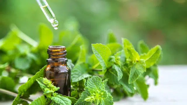 Menthe poivrée et hypertension