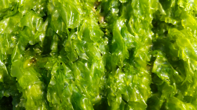 Laitue de mer, inflammation et stress oxydant