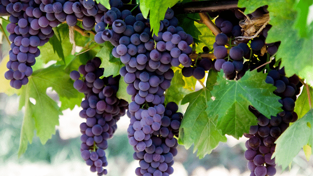 Raisin et maladie de Crohn